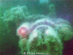 Gun Breach on the Kharlsruhe in Scapa Flow.  Fantastic di... by Harvey Reeve 